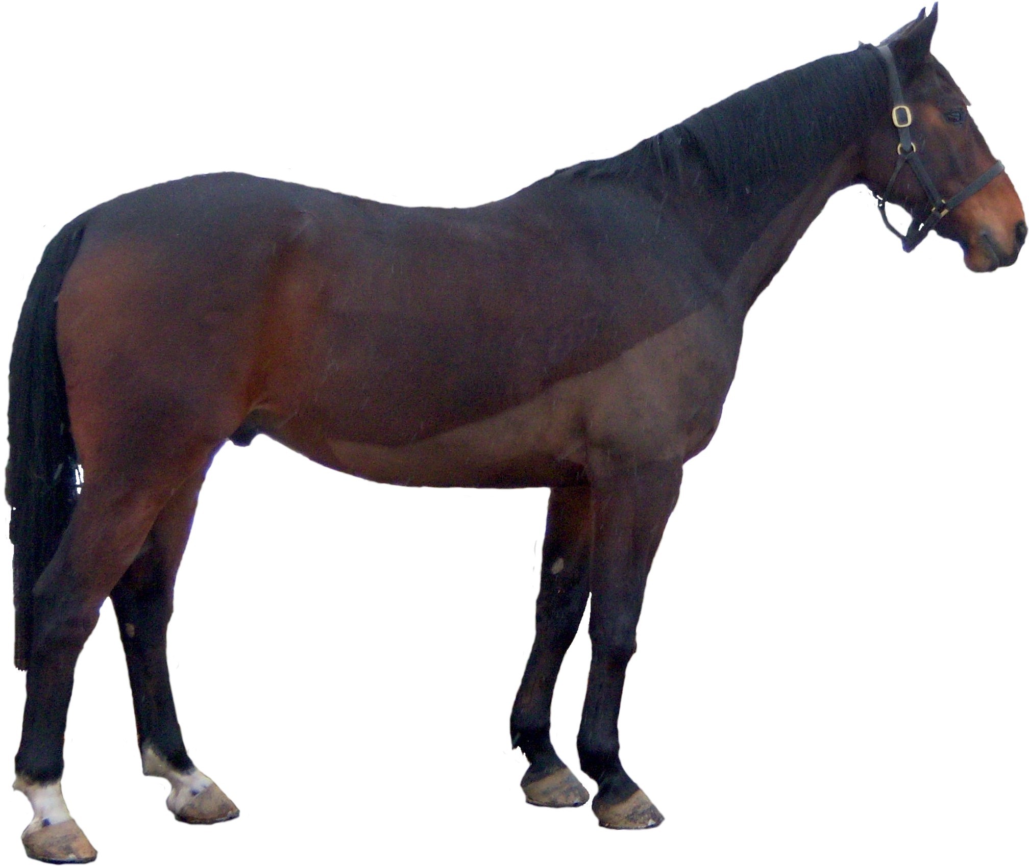 Unmodified side view of a standing horse, showing the head, topline, shoulder, body, hindquarter, and legs.