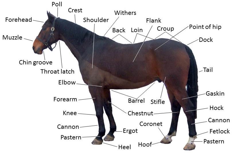 Photographic horse-points reference chart with labels for external horse anatomy.